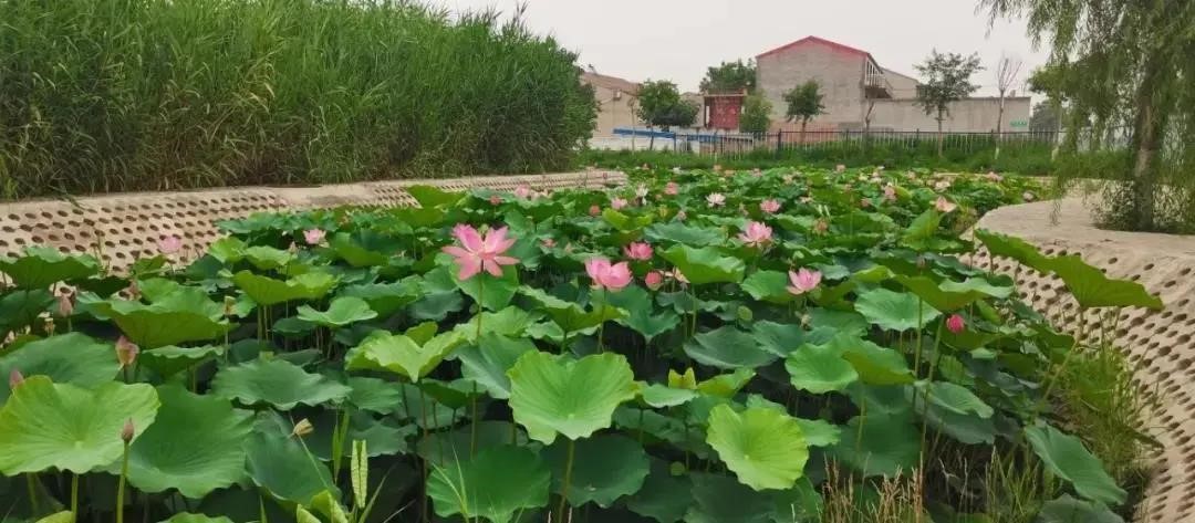 BY15-JZ100-4(四餡斗餃子機)